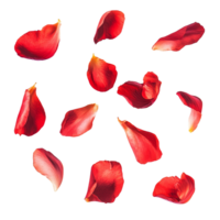 Red petals gently floating in the air against a bright transparent background, capturing a serene and delicate moment, Various red petals floating on the air isolated on transparent backgroud png