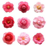 A beautiful arrangement of various camellia flowers viewed from above in shades of pink and red on a transparent background, various single camellia flower top view and with isolated on transparent png