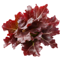 Fresh red oak leaf lettuce isolated on a transparent background for culinary presentations and healthy recipes, Red oak leaves lettuce isolated on transparent background png