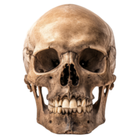A human skull isolated on a transparent background highlighting unique anatomical features, A Human Skull Isolated on a transparent background png