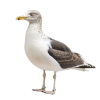 A solitary seagull stands patiently waiting on a transparent background during a quiet moment by the water, typical seagull waiting for something isolated on transparent background png