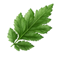 Fresh celery mint parsley leaf isolated against a transparent transparent background, showcasing its vibrant green color and intricate leaf structure, Celery Mint Parsley leaf isolated on trransparent png