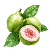 Fresh guava fruit with vibrant green leaves displayed on a clean transparent background in natural light, Guava fruit with leaf on transparent background png