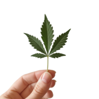 A person holding a vibrant cannabis leaf against a clean transparent background in natural light, Holding cannabis or hemp leaf on a transparent background png