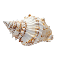 Beautiful isolated seashell resting on a transparent background showcasing its intricate details and natural patterns, Isolated seashell on transparent background png