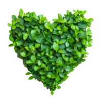 Heartshaped green bush isolated on a transparent background emphasizing natures beauty and vitality, heart shape green bush isolated on transparent background png