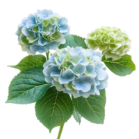 Elegant soft blue and green hydrangeas on a transparent background for a fresh presentation, hydrangeas flower isolated on transparent background png