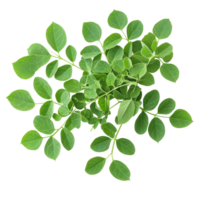 Fresh moringa leaves on a transparent background, displaying their vibrant green color and healthy look, Moringa leaves on transparent background png