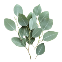 Fresh eucalyptus leaves arranged on a clean transparent surface, showcasing their natural beauty and texture, Eucalyptus leaves on a transparent background png