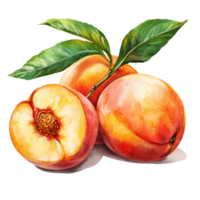 Beautiful watercolor drawing of fresh peaches with green leaves on a transparent background, peaches in drawing isolated on transparent background png
