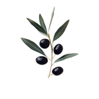 A black olive branch with ripe olives on a simple transparent background for elegant display, Black Olive Branch on transparent background png