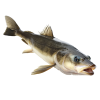 Fresh cod fish displayed on a transparent background, showcasing its natural features and details in a clear and vibrant manner, Cod Fish Isolated on transparent background png