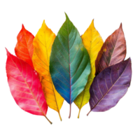 Vibrant rainbowcolored autumn leaves arranged on a transparent background showcasing natures palette during fall, rainbow colored autumn leaves isolated transparent background png