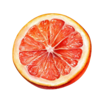 Fresh grapefruit slice isolated on a transparent background showcasing its vibrant colors and juicy segments, Grapefruit slice isolated on transparent background png
