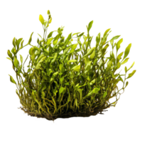 Isolated Potamogeton green algae bush showcasing vibrant green foliage and intricate root structure, Potamogeton green algae bush, file of isolated object with shadow on transparent background png