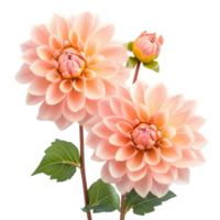 Beautiful dahlia flowers showcasing soft peach hues with budding blooms against a clean transparent background in springtime elegance, dahlia flowers isolated on transparent background png