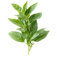 Fresh green Thai basil herb captured in closeup, showcasing vibrant leaves and intricate details, Close up studio shot of fresh green thai basil herb leaves isolated on transparent background png
