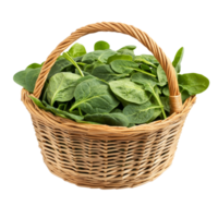 Fresh spinach leaves in a woven basket isolated on a clean transparent background for culinary and health purposes, Spinach leaves in basket isolated on transparent background png