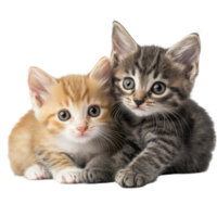 Cute kittens cuddling together on a soft transparent background, showcasing their playful nature and adorable features, kittens on transparent background png