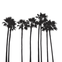 Silhouettes of palm trees against a soft background at sunset capturing a tranquil tropical atmosphere, palm trees silhouettes png