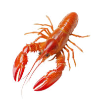 Bright red crawfish displayed against a plain transparent background, showcasing its distinctive claws and features, Red crawfish on transparent background png