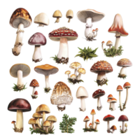 A diverse collection of retro vintage mushrooms in various sizes and colors on a transparent background, Various types of retro vintage mushroom big transparent background png