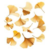 Ginkgo seeds scattered on a transparent background highlighting their unique shape and texture in natural detail, Ginkgo seeds on transparent background png