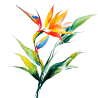 Vibrant bird of paradise flower in striking colors against a clean transparent background, Floral bird of paradise in , transparent background png