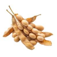 Soybeans in their pods arranged on a clean transparent background showcasing their natural color and texture, soy bean on transparent background png