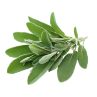 Fresh sage herb leaves isolated on a transparent background showcasing their vibrant green color and unique texture, sage herb leaves isolated transparent background png
