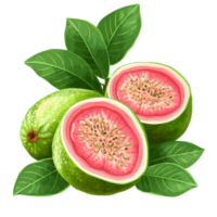 Fresh cut guava fruit with green skin and pink flesh isolated on a transparent transparent background for culinary use, Guava fruit isolated on ransparent transparent background png
