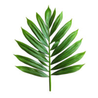 Green palm leaf isolated on transparent background showcasing its vibrant texture and unique leaf structure, green palm leaf isolated on transparent png