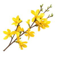 Delicate forsythia flowers in vibrant yellow showcasing springs beauty against a clean transparent background, forsythia flowers isolated on transparent background png