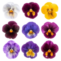 A colorful assortment of wild pansy flowers in various shades and patterns captured from a top view, various Single wild pansy flower top view and with isolated on transparent background png