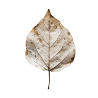 A solitary dry leaf resting on a crisp transparent background, showcasing natures intricate details and textures, of a solitary dry leaf on a clear or transparent background with png