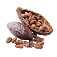 Fresh cocoa pod and beans isolated on a transparent background, showcasing the natural source of chocolate, Fresh cocoa isolated on transparent background png
