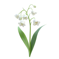 Lily of the valley flower blooming gracefully with green leaves against a bright transparent background, lily of the valleys flower isolated on transparent background png