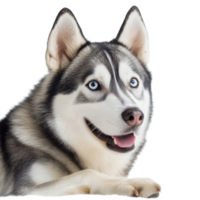 A playful Siberian Husky with blue eyes resting on a soft surface against a clean transparent background, Siberian Husky on transparent background png