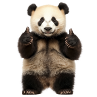 A cheerful panda bear giving a thumbs up against a bright transparent background, showcasing its playful spirit, Panda Bear Giving ThumbsUp Isolated on transparent background png