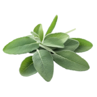 Fresh sage herb leaves isolated on a transparent background for culinary and medicinal uses, Sage herb leaves isolated on transparent background png