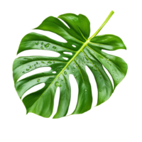 A fresh monstera leaf with water droplets on a transparent background showcasing its vibrant green colors, monstera leaf with drop of water on trensparentbackground isolated on transparent background png