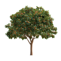 Soap nut tree with ripe fruit isolated on a transparent background showcasing its lush green foliage, Soap nut tree isolated on transparent background png