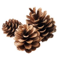 Three pine cones arranged elegantly on a bright transparent background, showcasing their natural textures and patterns, pine cones isolated on transparent backgroundfile png