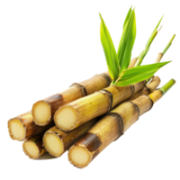 Fresh sugarcane stalks with green leaves arranged neatly on a clean transparent background, sugarcane on transparent background png
