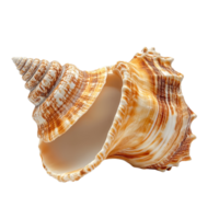 A beautiful sea shell displayed against a transparent background, highlighting its unique shape and intricate patterns, sea shell isolated on transparent background png