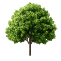 Lush green tree isolated on a transparent background highlighting its vibrant foliage and natural beauty, green trees isolated on blank trasparent background, png
