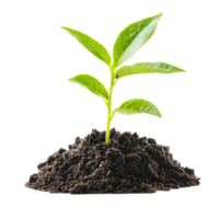 Young green seedling emerging from rich dark soil on a transparent background symbolizes growth and renewal, young seedling in soil isolated on transparent background png