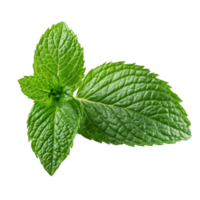 Fresh mint leaves in a closeup view highlighting vibrant green color on a transparent background, Fresh mint leaf close up on transparent background png