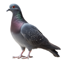 A solitary grey pigeon stands on a plain transparent background showcasing its unique features and colors, grey pigeon isolated on transparent background png