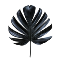 Black palm tree leaf isolated on a clean transparent background showcasing its unique texture and form, Black leaf of palm tree on transparent backgroundfile png